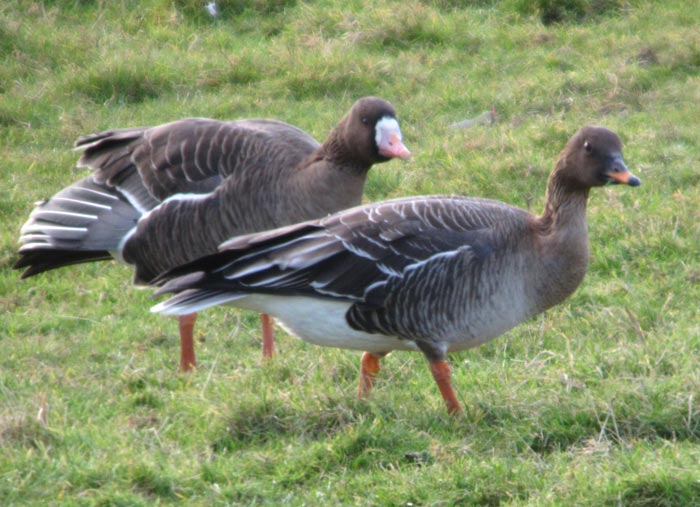 Tundra Bean Goose