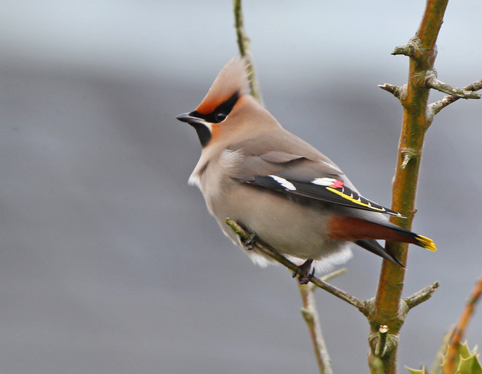 Waxwing