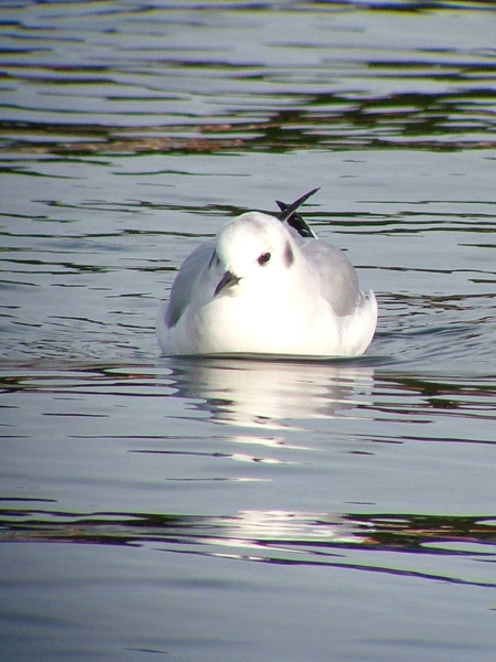 Bonaparte's Gull