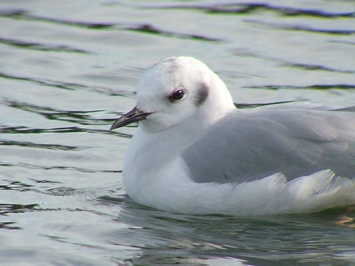 Bonaparte's Gull