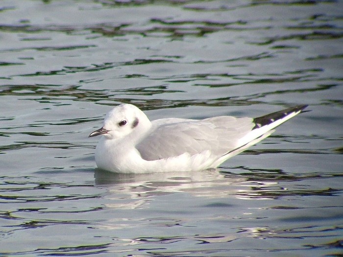 Bonaparte's Gull