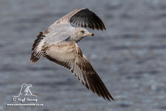 Ring-billed Gull