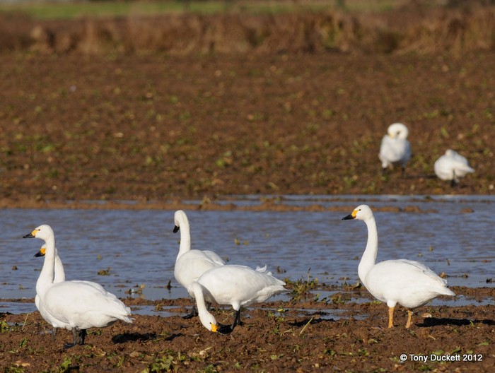 Bewick's Swan