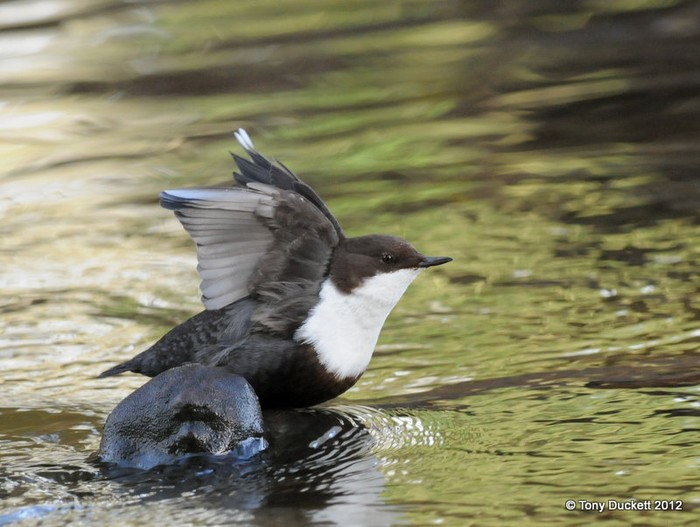 Black-bellied Dipper