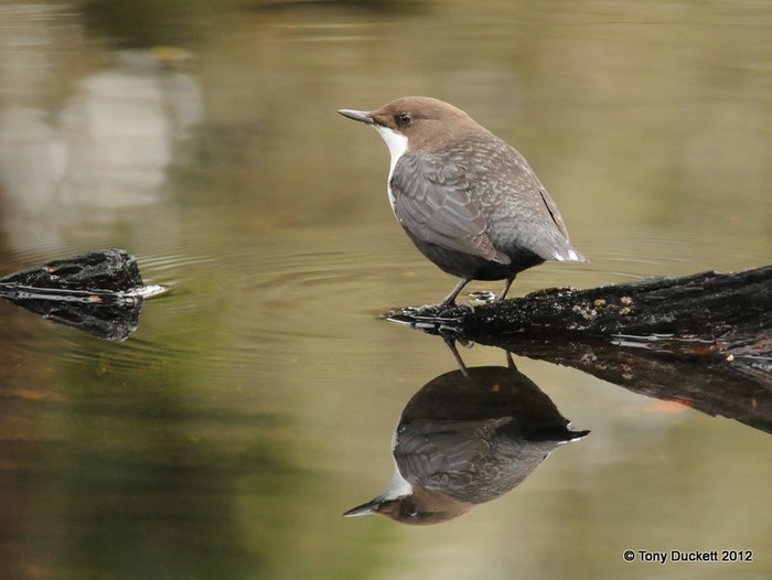 Black-bellied Dipper