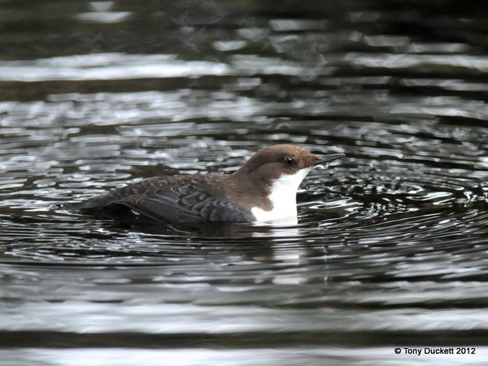 Black-bellied Dipper