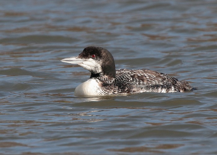Great Northern Diver
