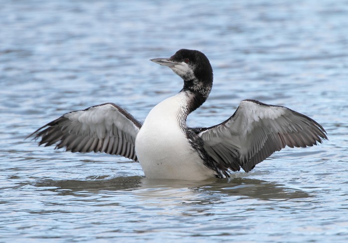 Great Northern Diver