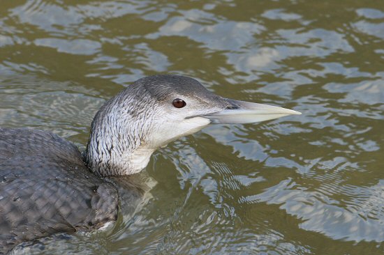 White-billed Diver