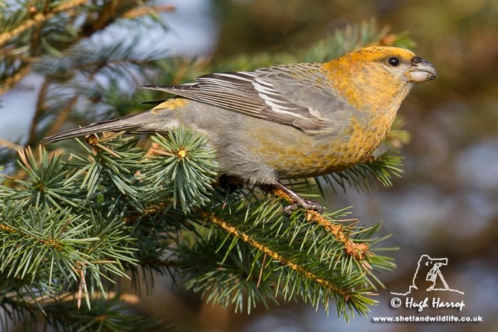 Pine Grosbeak