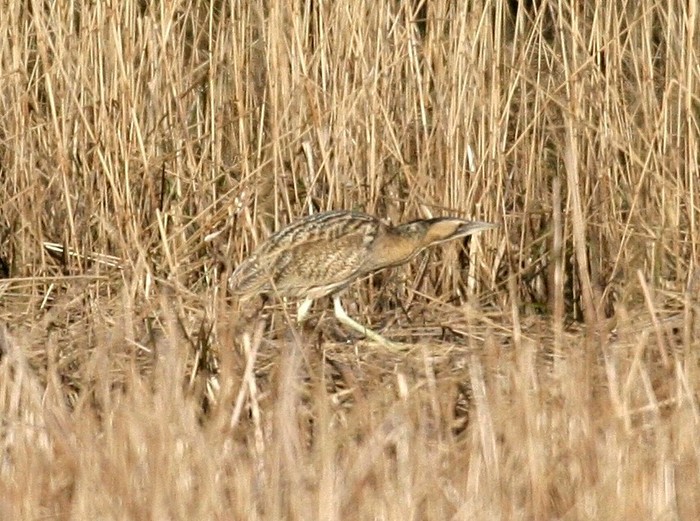 Bittern