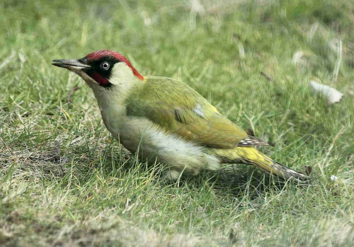 Green Woodpecker