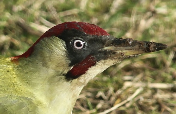 Green Woodpecker