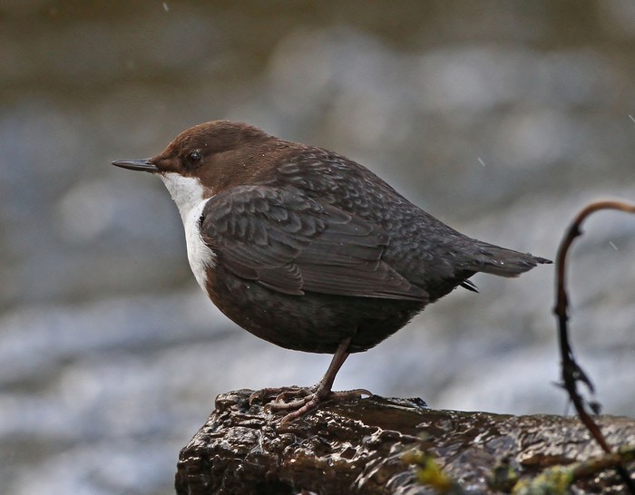 Black-bellied Dipper