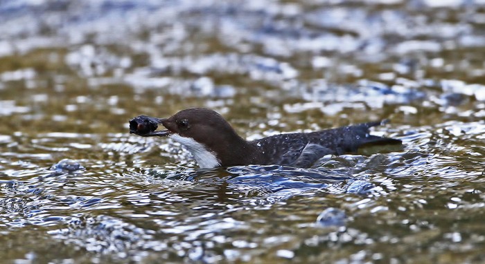 Black-bellied Dipper