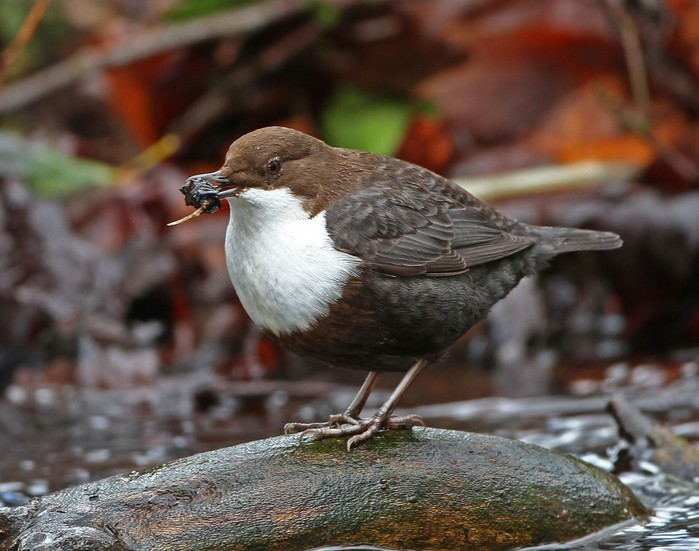 Black-bellied Dipper
