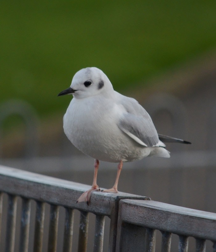 Bonaparte's Gull