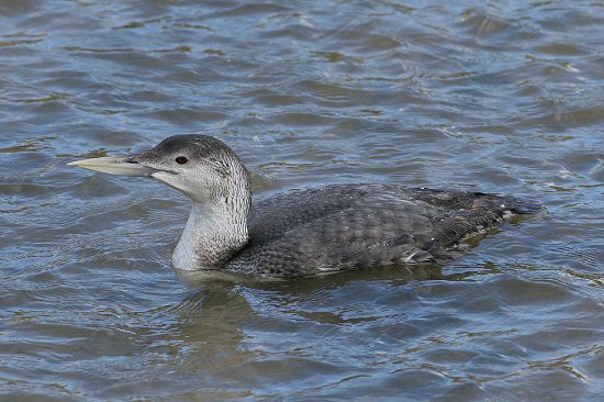 White-billed Diver