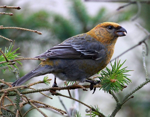 Pine Grosbeak