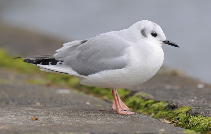 Bonaparte's Gull