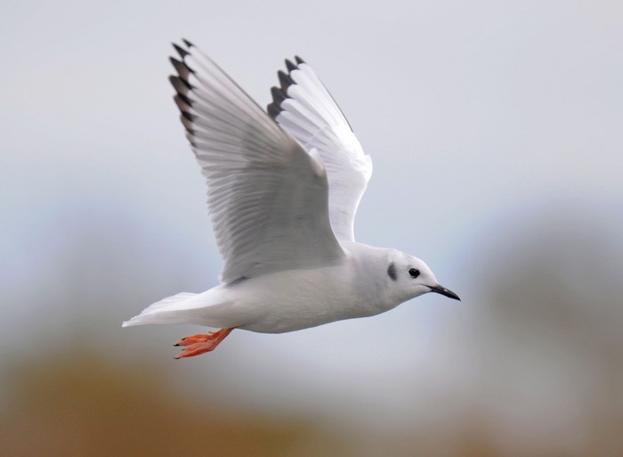 Bonaparte's Gull