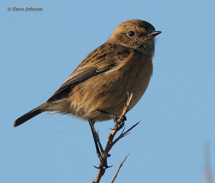 Stonechat