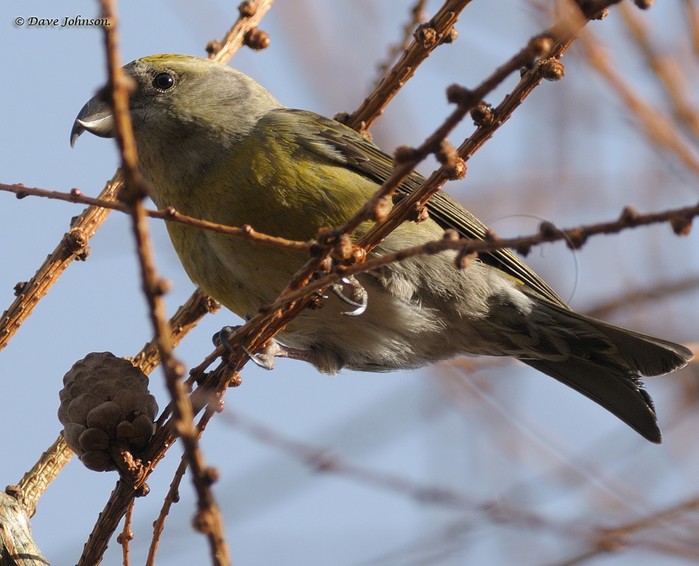 Crossbill