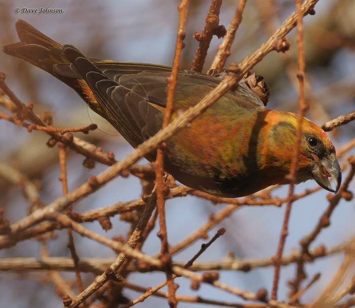 Crossbill