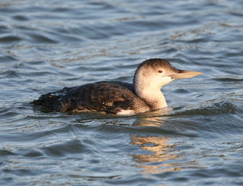 White-billed Diver