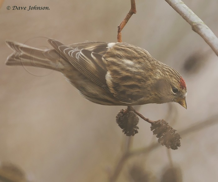 Lesser Redpoll