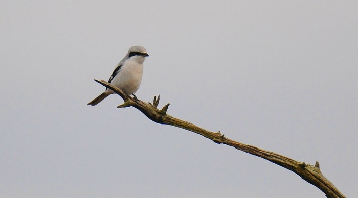 Great Grey Shrike
