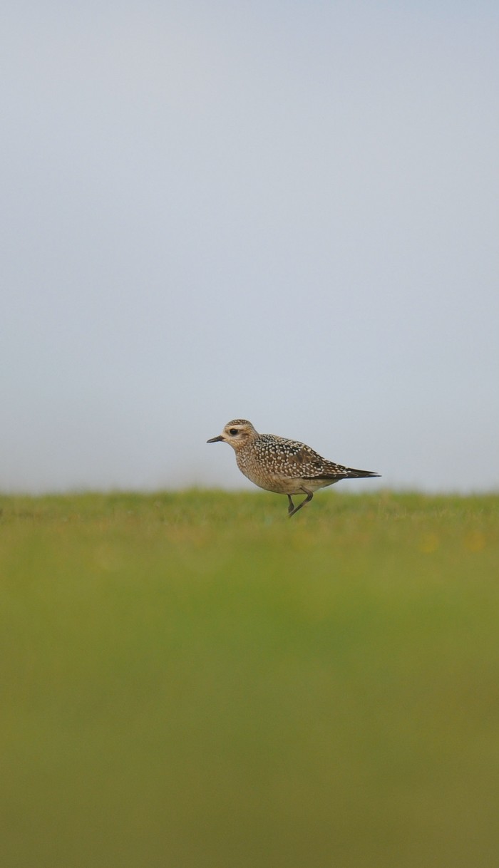 American Golden Plover