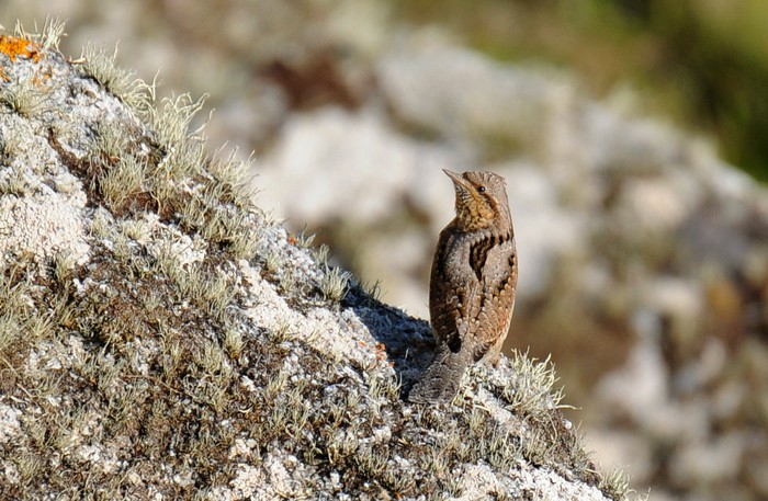 Wryneck