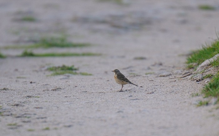 American Buff-bellied Pipit