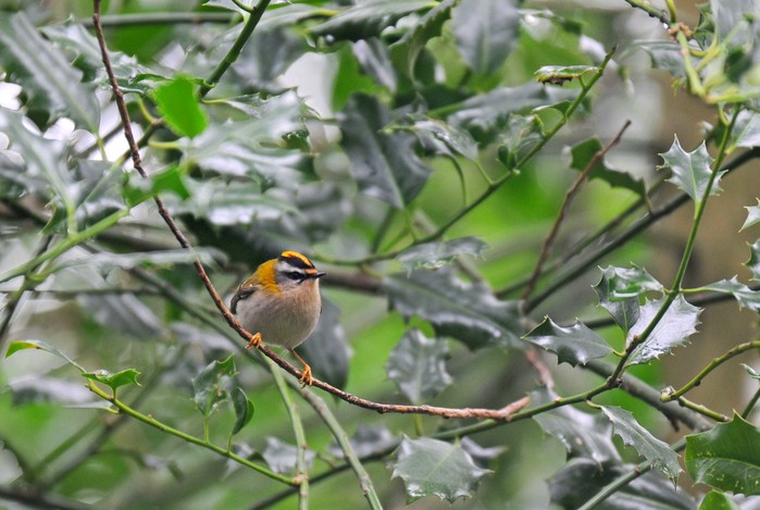 Firecrest