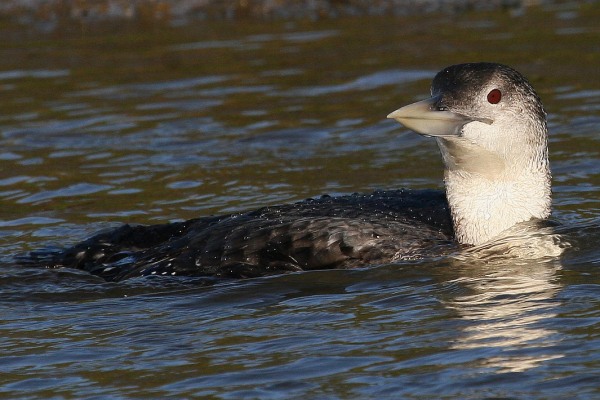 White-billed Diver