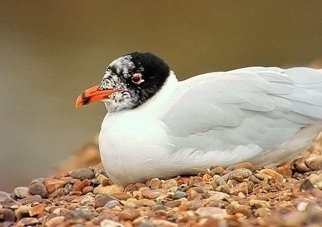 Mediterranean Gull