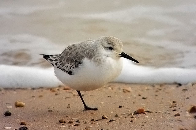 Sanderling