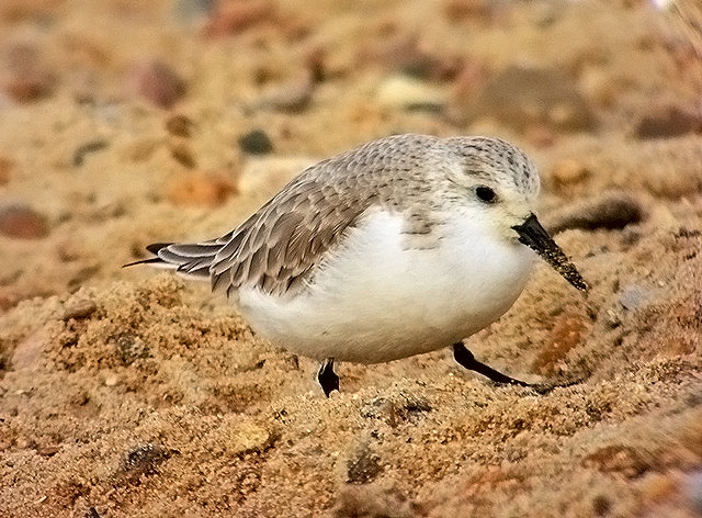 Sanderling