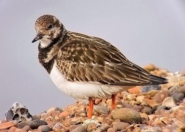 Turnstone