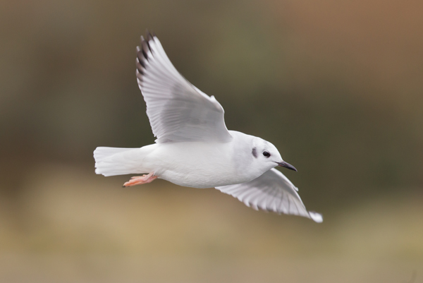 Bonaparte's Gull