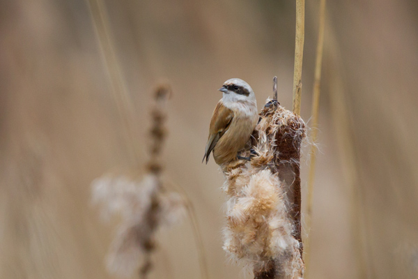 Penduline Tit