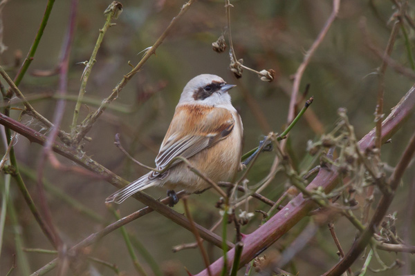 Penduline Tit
