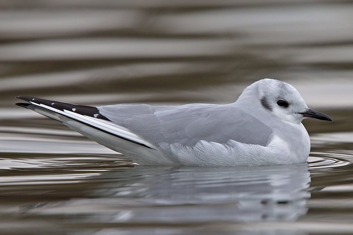 Bonaparte's Gull