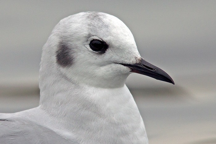 Bonaparte's Gull