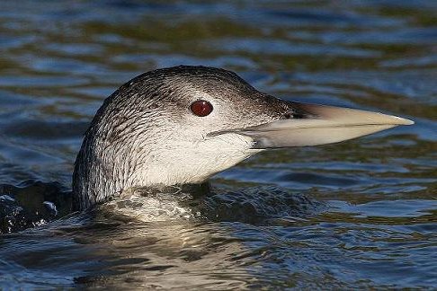 White-billed Diver