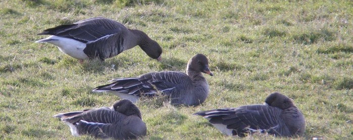 Tundra Bean Goose