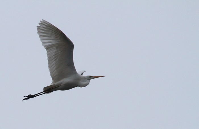 Great White Egret