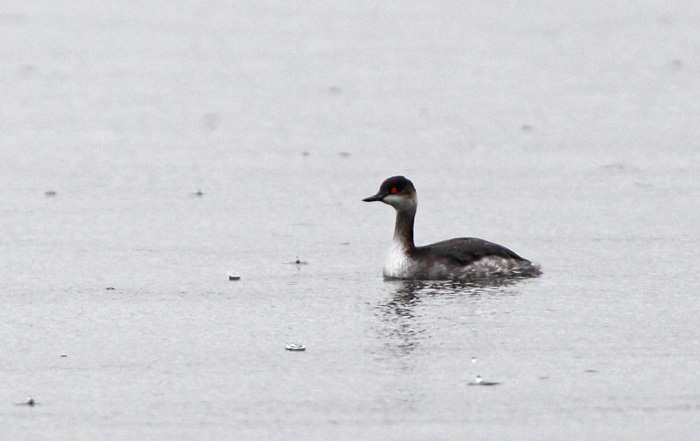 Black-necked Grebe