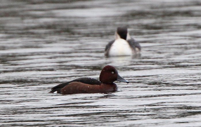 Ferruginous Duck